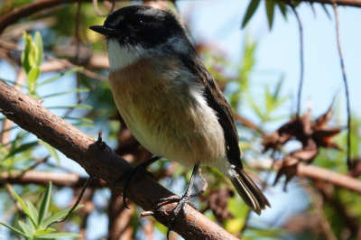 Réunionschwarzkehlchen (Saxicola tectes)