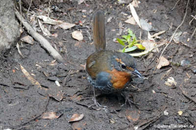 Scelorchilus rubecula