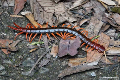Scolopendra dehaani