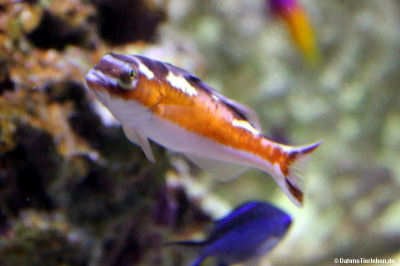 Serranus tabacarius