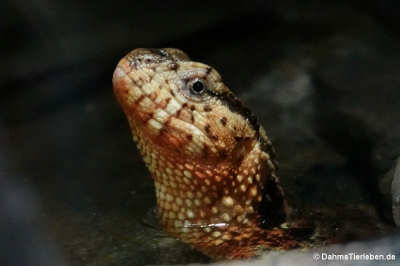 Vietnamesische Krokodilschwanz-Höckerechse (Shinisaurus crocodilurus vietnamensis)