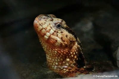 Shinisaurus crocodilurus vietnamensis