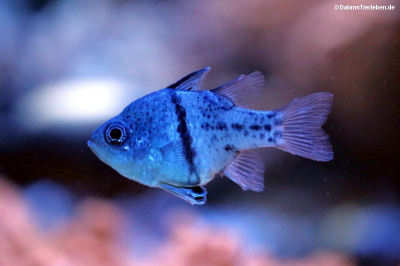 Gürtelkardinalbarsch (Sphaeramia orbicularis)