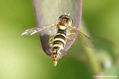 Sphaerophoria scripta