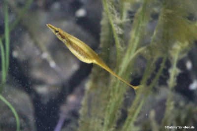 Spinachia spinachia