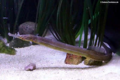 Syngnathus acus