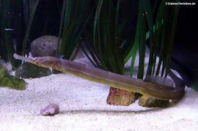 Syngnathus acus