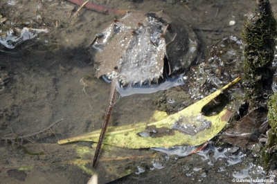 Tachypleus gigas