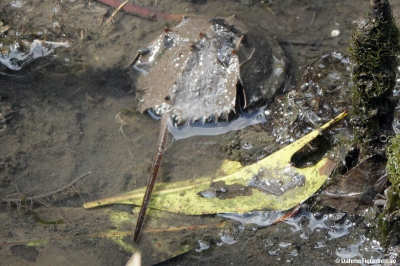 Tachypleus gigas