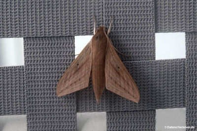 Theretra lucasii