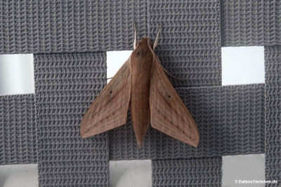 Theretra lucasii