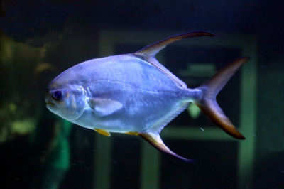 Stupsnasenpompano (Trachinotus blochii)