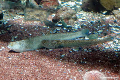 Trachinus draco