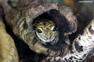 Schwarzflecken-Giftlaubfrosch (Trachycephalus nigromaculatus)