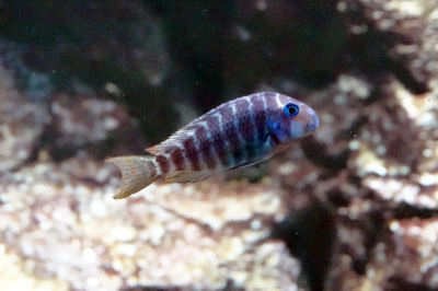 Tropheus polli