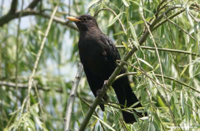 Turdus mandarinus
