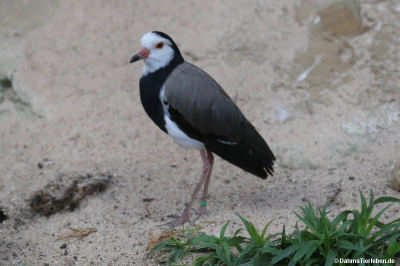 Vanellus crassirostris