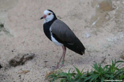 Vanellus crassirostris