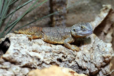 Kleine Biberschwanzagame (Xenagama taylori)