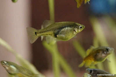 Monterrey-Platy (Xiphophorus couchianus)