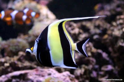Zanclus cornutus