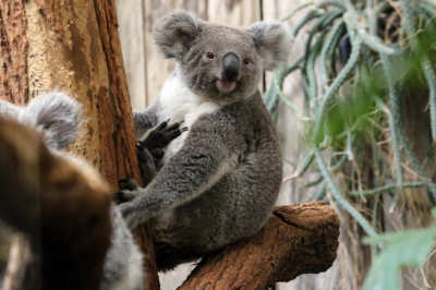 zoo-duisburg.jpg