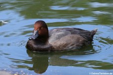 Rotkopfente (Aythya americana) im Kölner Zoo