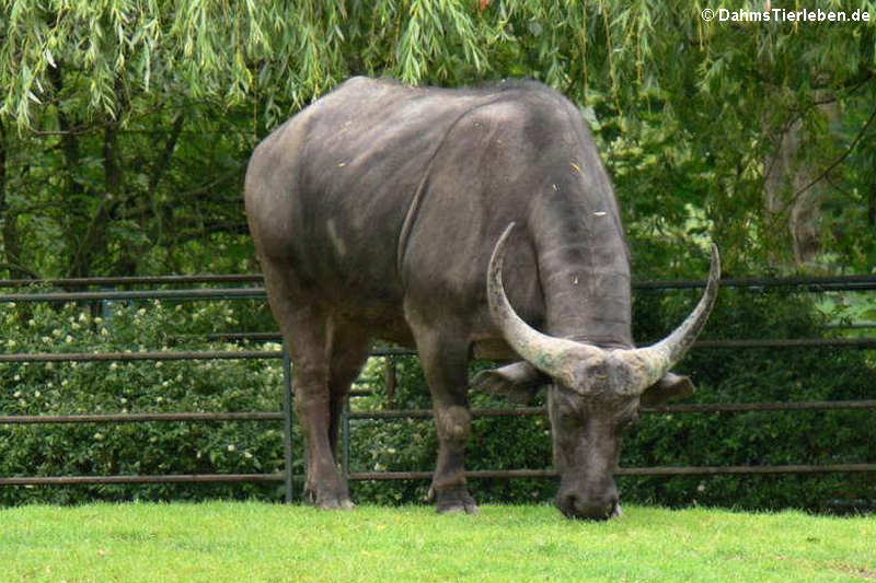 Carabao Bubalus bubalis carabanesis-1