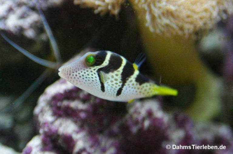 Canthigaster valentini