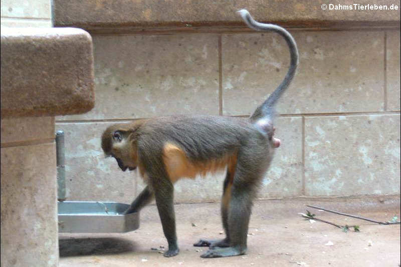 Cercocebus chrysogaster-1