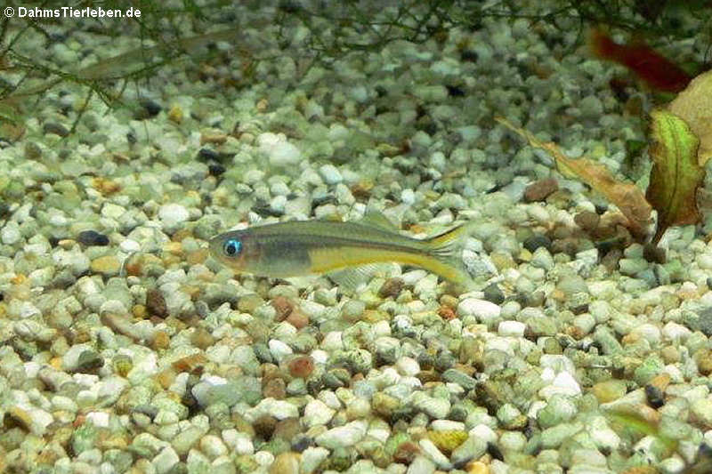 Gabelschwanz-Blauauge Popondichthys furcatus-1