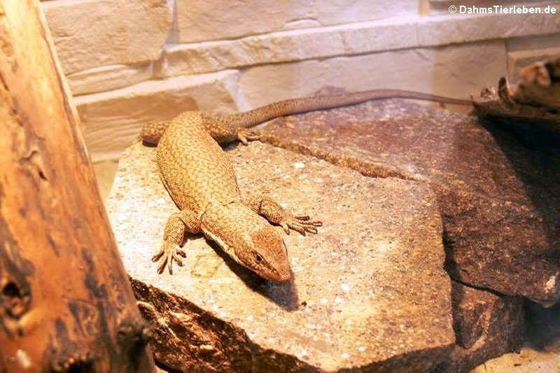 Kings Felsenwaran Varanus kingorum-1