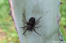 Kellerspinne (Amaurobius ferox) im Garten