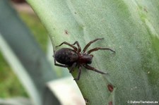 Kellerspinne (Amaurobius ferox) im Garten