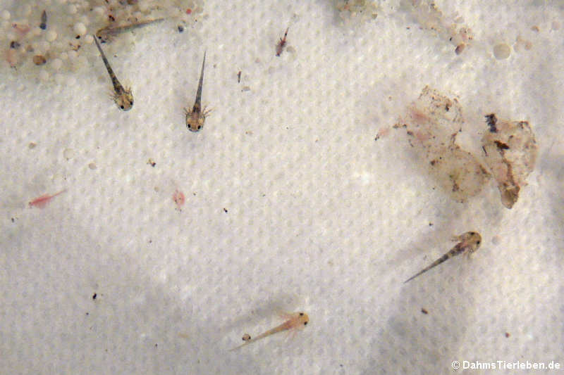 Ambystoma mexicanum-2