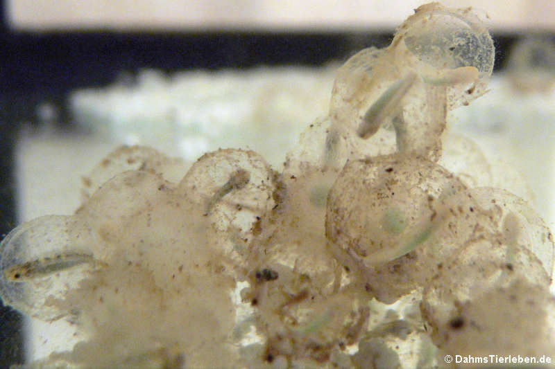 Ambystoma mexicanum-1