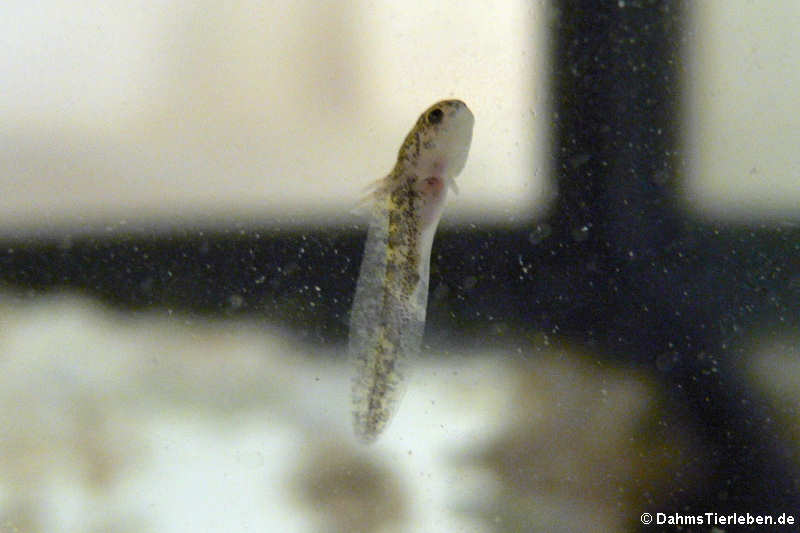 Ambystoma mexicanum-3