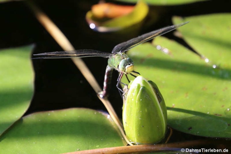 Anax imperator