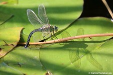 Anax imperator-1