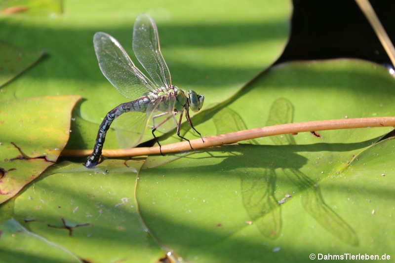 Anax imperator-1