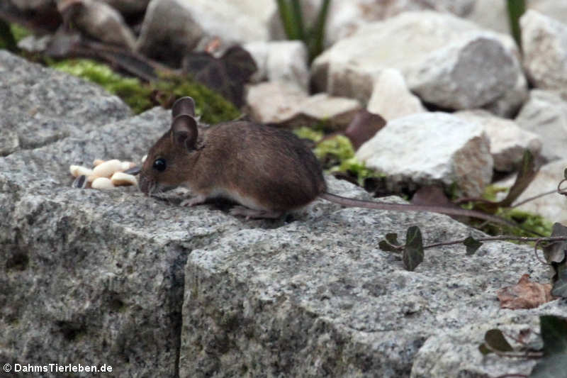 Apodemus sylvaticus-1