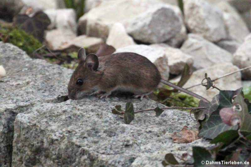 Waldmaus (Apodemus sylvaticus)