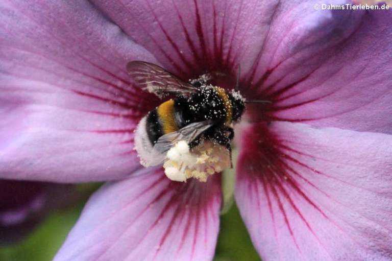 Bombus terrestris