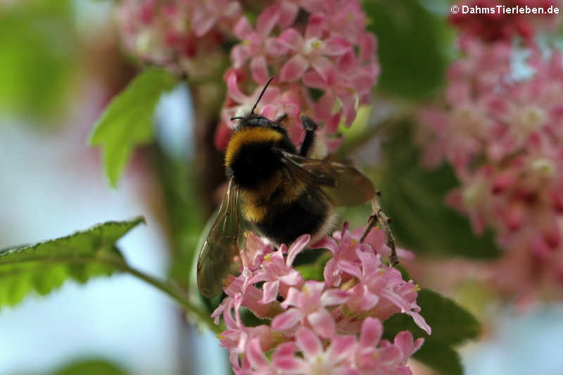 Bombus terrestris