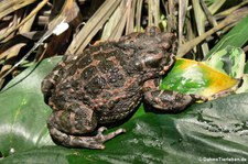 Wechselkröte (Bufotes viridis) in Köln