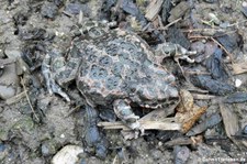 Wechselkröte (Bufotes viridis) in Köln