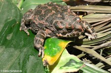 Wechselkröte (Bufotes viridis) in Köln