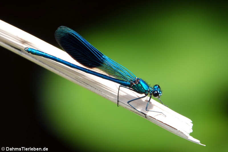 Calopteryx splendens-2