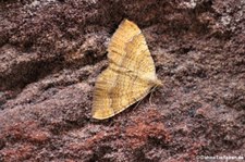 Ockergelber Blattspanner (Camptogramma bilineata) im Garten