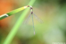 Weidenjungfer (Chalcolestes viridis) im Garten